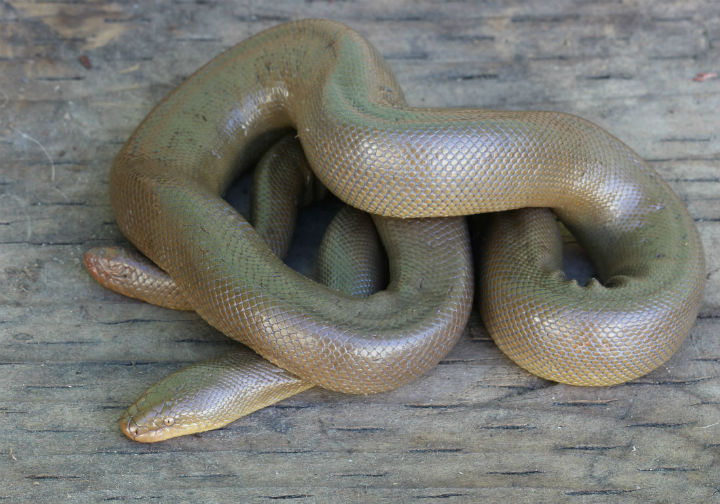 Rubber Boa